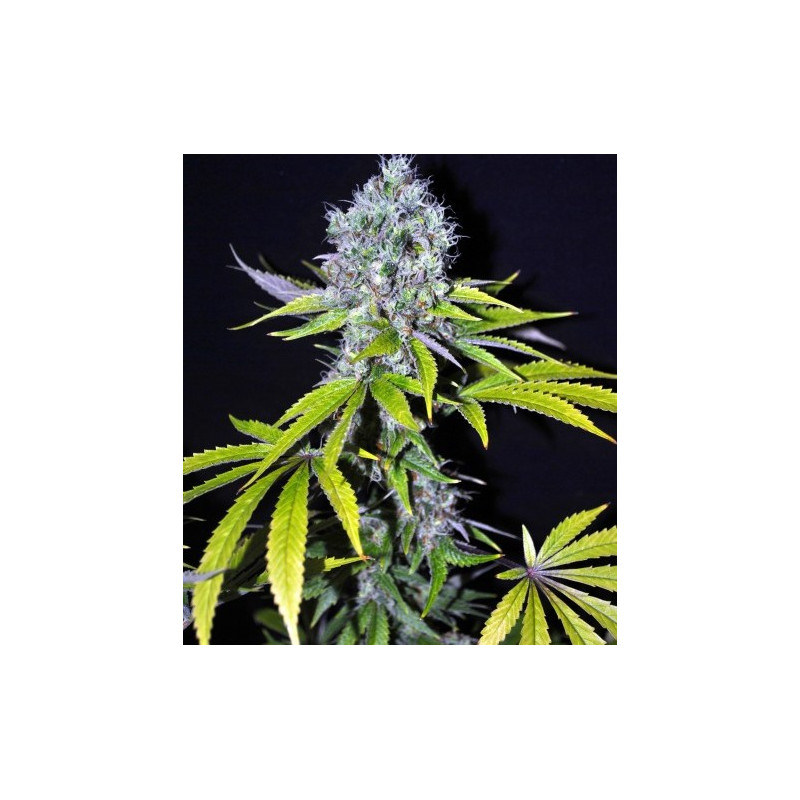 CBD YummY â  - 1